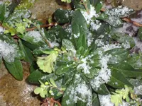 SAM_3275.webp
