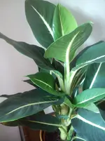 Mobil_Issi_ab_0214 107.webp