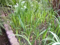 Pflaumlilie 24.3.2014.webp