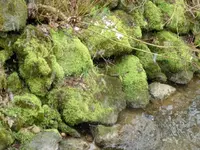 CIMG7014.webp