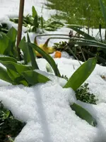 CIMG7004.webp