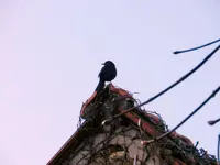 Amsel_0001.webp