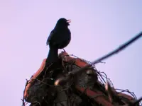 Amsel_0007.webp