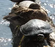 Schildkröte (1)a.webp