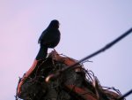 Amsel_0010.JPG