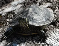 Schildkröte (2)a.webp