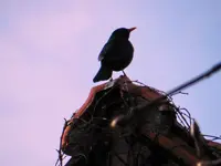 Amsel_0014.webp