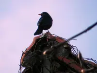 Amsel_0015.webp
