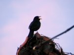 Amsel_0016.JPG