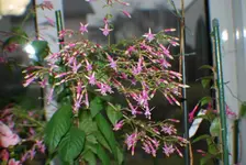 DSC_0012.webp