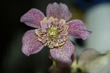 H.or tutu.webp