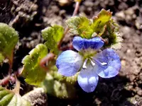 Ehrenpreiß_3371.webp