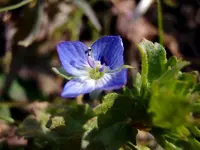 Ehrenpreiß_3380.webp