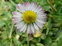 Gänseblümchen_0001.webp