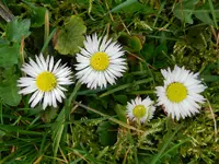 Gänseblümchen_0005.webp
