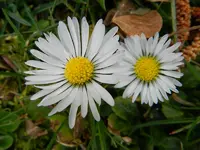 Gänseblümchen_0014.webp