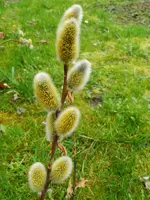 Palmkätzchen bienen_0001.webp
