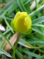 Scharbockkraut_0003.webp