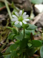 Unkraut_0006.webp