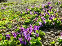 Veilchen_0003.webp
