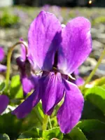 Veilchen_0007.webp