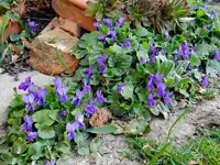 Veilchen_0013.webp