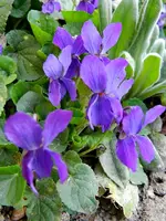 Veilchen_0016.webp