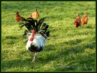 Glückliche Hühner_0040.webp