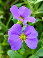 Blaukissen_0001.webp