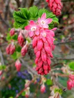 Blutjohannisbeere_0003.webp