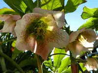 Christrose_0017.webp