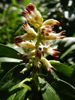 Dickmännchen_0021.webp