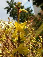 Forsythie_0009.webp