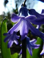 Hyazinthe_0004.webp