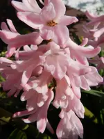 Hyazinthe_0011.webp