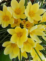 Krokus_0003.webp