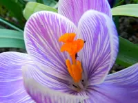 Krokus_0008.webp