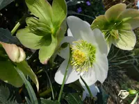 Lenzrose_0001.webp