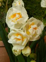 Osterglocken_0002.webp