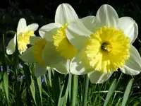 Osterglocken_0005.webp