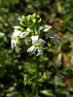 Schleifenblume_0019.webp