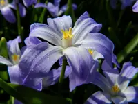 Schneeglanz_0005.webp