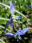 Scilla_0006.JPG