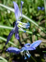 Scilla_0006.webp