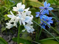 Scilla_0009.webp