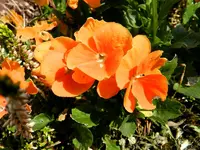Stiefmütterchen_0012.webp