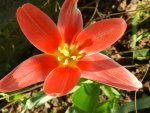 Wildtulpen_0002.JPG