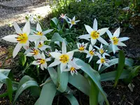 Wildtulpen_0010.webp