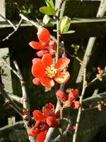 Zierquitte_0001.webp