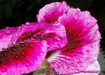 trpfn 2.webp